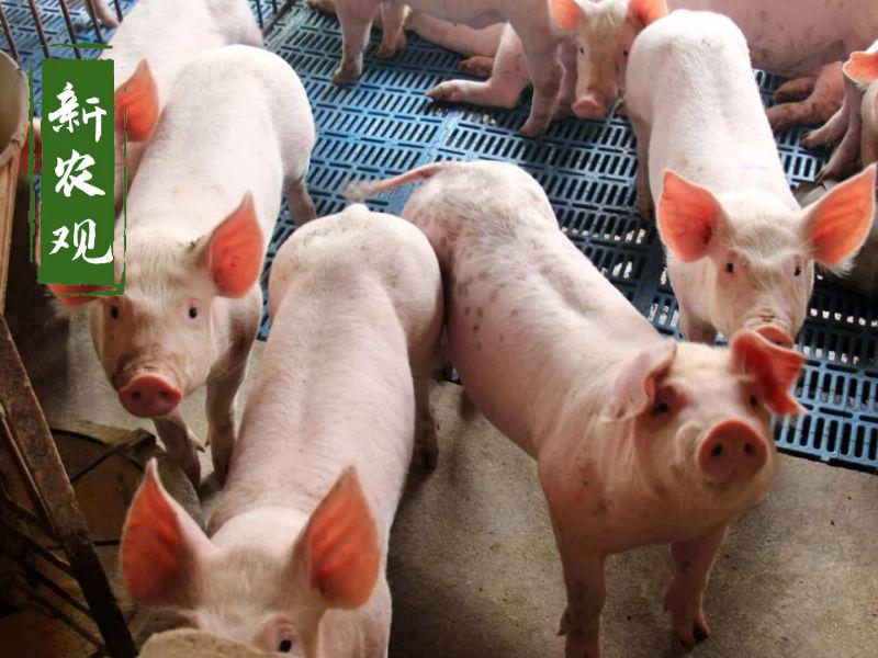 2022年7月第1周生猪产品价格分析