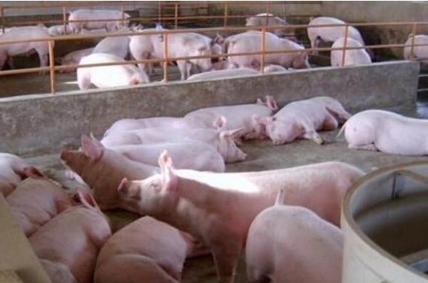 重磅!广东5月1日起将正式暂停省外屠宰用生猪入粤,本地猪价或将迎来上涨?