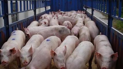 本周生猪价格上涨5%,政府猪肉储备9月起开始投放