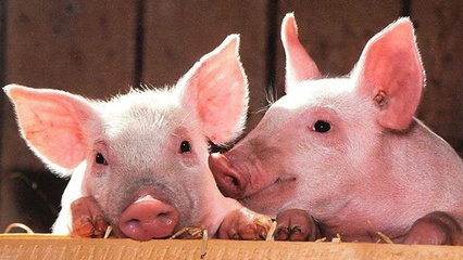 黑龙江调往郑州生猪确诊发生非洲猪瘟:30头生猪死亡