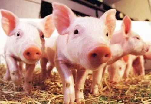生猪产业种源瓶颈如何破题 我国养殖企业闯出一条种猪育种产业化新路